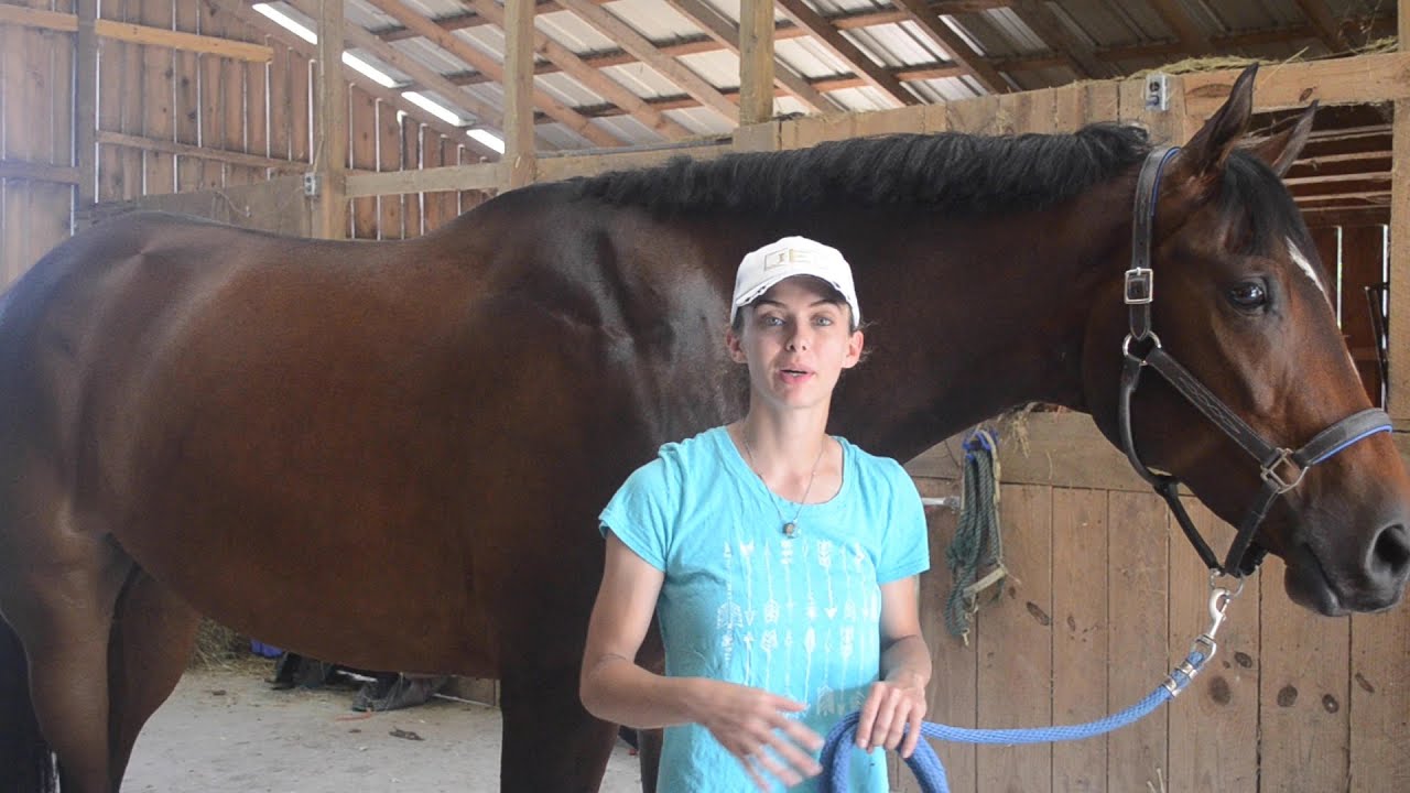 How do you braid a horse