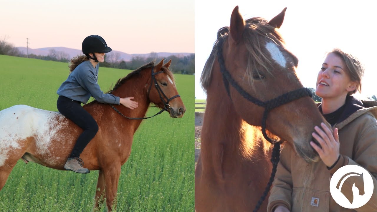 How do you gain a horse