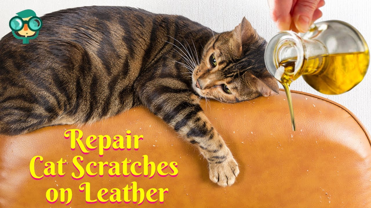 Does Olive Oil remove scratches leather?