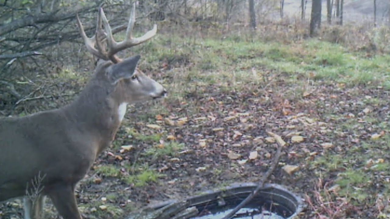 How do you get a buck to show up in daylight?