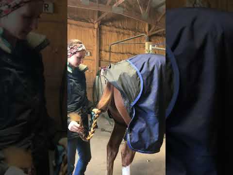 How do you tie a horse