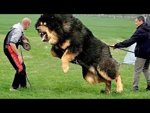 What is the strongest dog in the world?